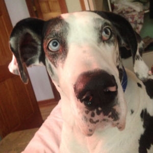 Meet your Posher, Paulette